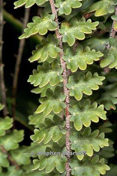 astrolepis sinuata 1 graphic